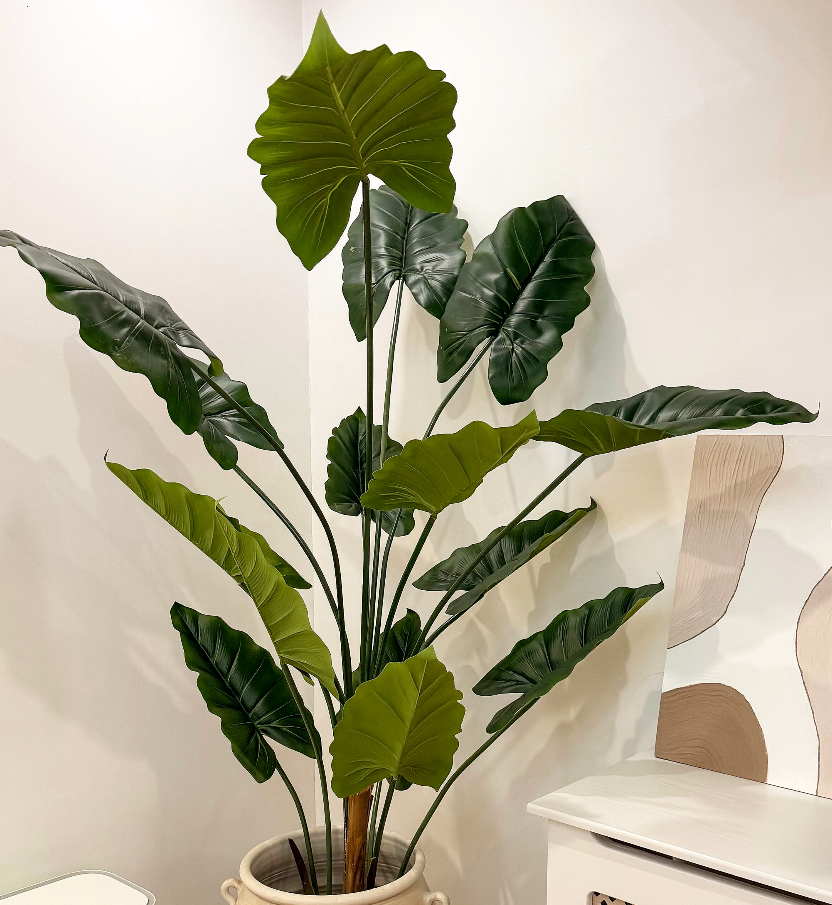 درختچه باباآدم تنه دار